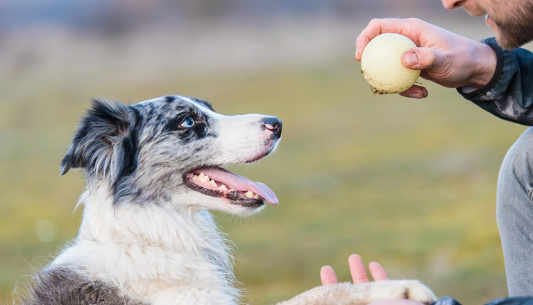 dog training Toledo