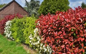 Benefits of Growing Hedges