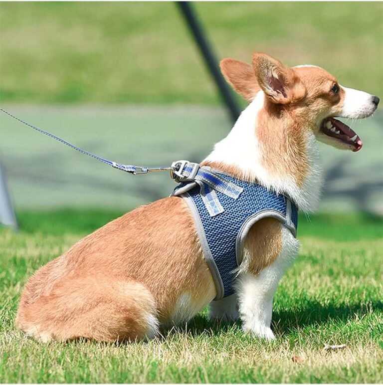 dog harness