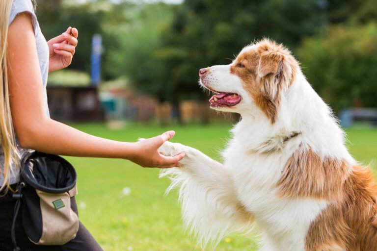 best iOS dog training app