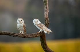 Natural Photography UK: Capturing the Beauty of British Landscapes