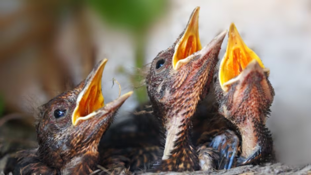 Breathtaking Bird Moments