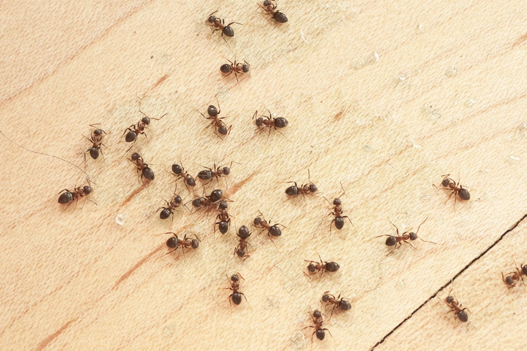 exterminators for ants